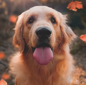 image of interviewed dog